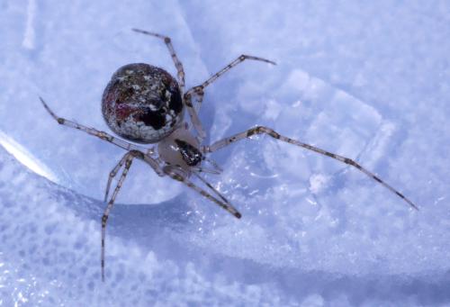Réf. 307 319 : Platnickina tincta